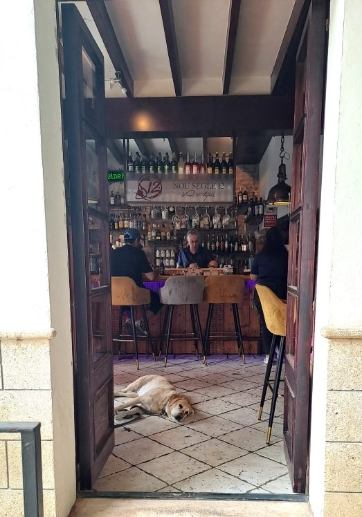 Sleepy dog at Nou Segle - MallorcaDrive.com