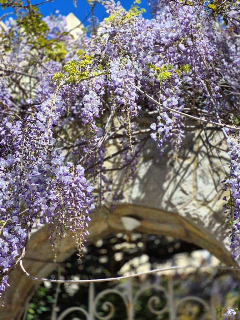 Spring flowers Palma