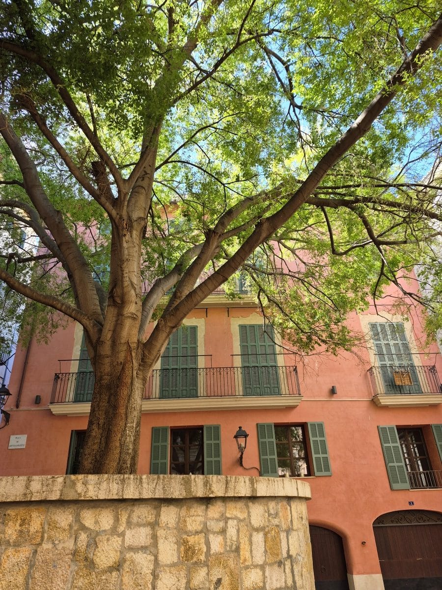Palma in spring - Passeig del Born