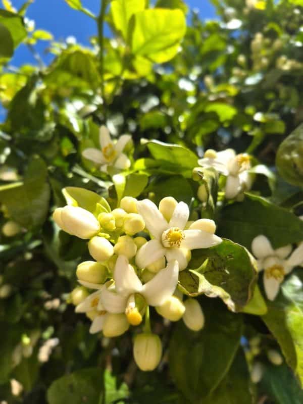 Spring in Mallorca - Pomelo blossom